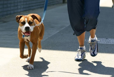 Padre mata a hijo tras discutir sobre quién sacaría a pasear al perro