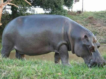 Pide Profepa no incomodar a Tyson