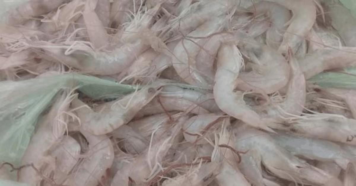 Alza en el precio del Camarón en Altamira