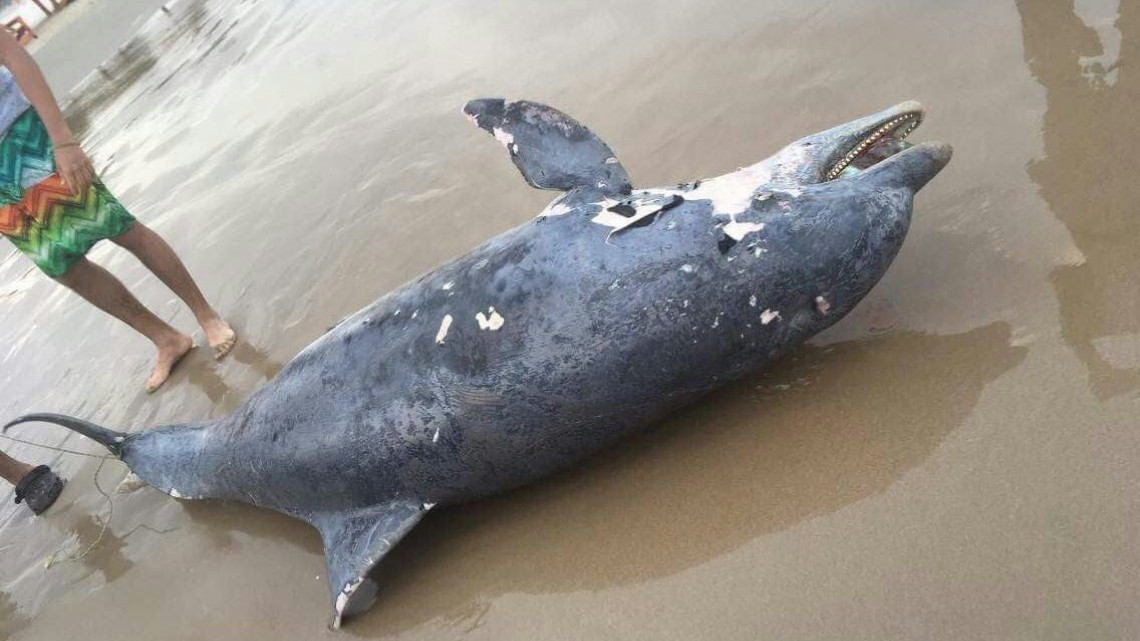 Paseantes encuentran toninas muertas en Miramar