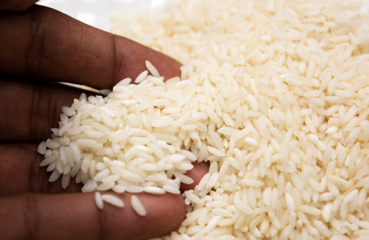 Deja pérdidas millonarias falsa campaña de 'arroz de plástico'