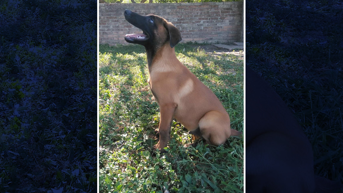 Se integrará “Yankee” al departamento de bomberos