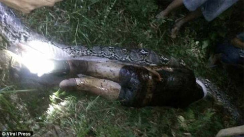 Serpiente se come a una persona 
