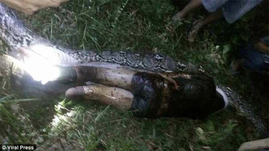 Serpiente se come a una persona 