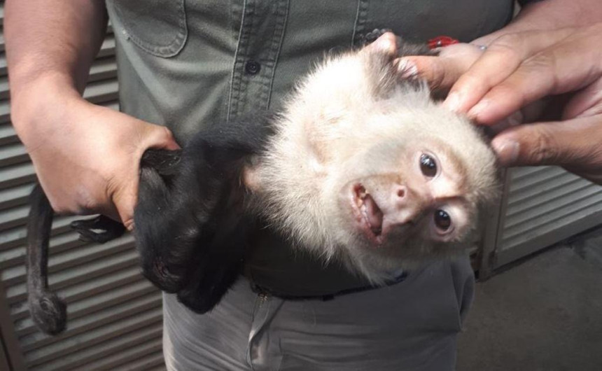 Capturan a mono capuchino en mal estado