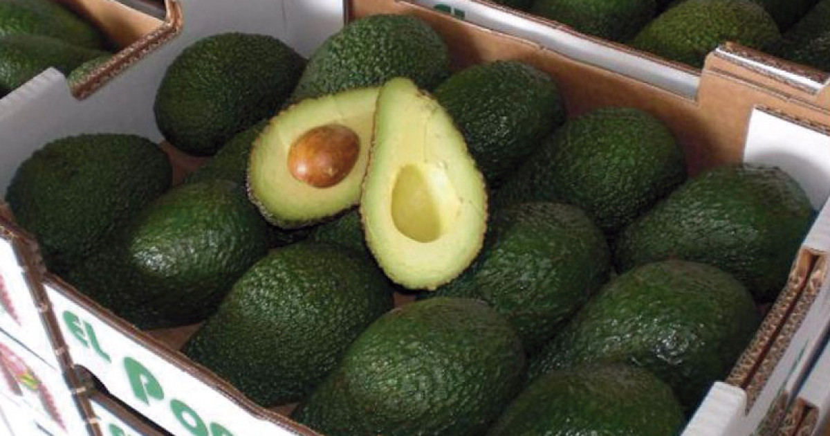 Decomisan siete toneladas de aguacate