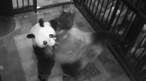 Nace por primera vez en 5 años un panda gigante en zoológico de Tokio