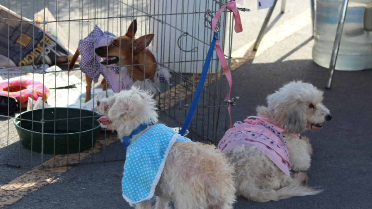 Un éxito Festival Jóvenes Tamaulipas en Reynosa