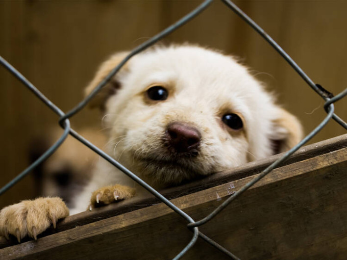 Prohíben ventas de animales en carretera del Condado de Hidalgo