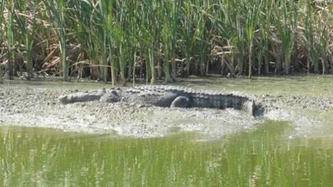 Tomarán medidas preventivas para evitar ataques de cocodrilos en Semana Santa