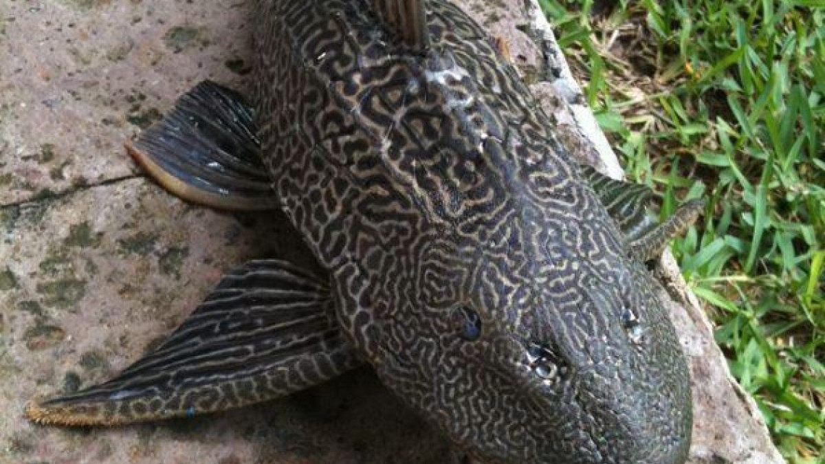 Presencia de pez diablo no ha generado problemas en laguna del sur 