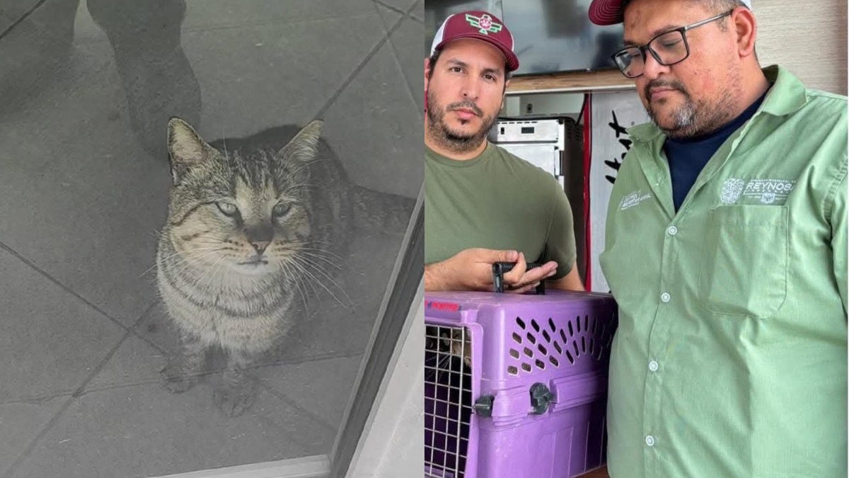 Tras varios días rescatan a 'Zacarías'; Gato atrapado en pizzería abandonada 