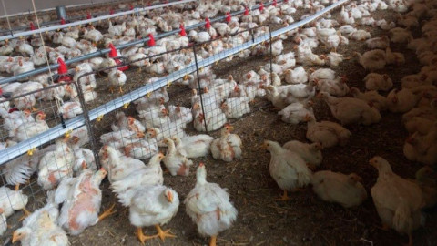 15 mil aves fueron sacrificadas por brote de influenza aviar AH5N1 en Sonora