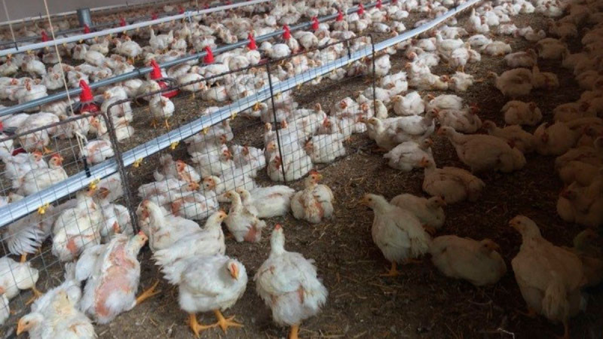 15 mil aves fueron sacrificadas por brote de influenza aviar AH5N1 en Sonora