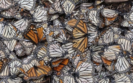 Disminuye el número de mariposas monarca