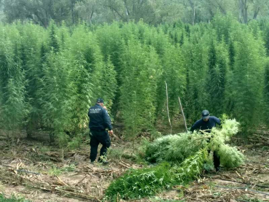 Decomisan 320 toneladas de mariguana en Sonora