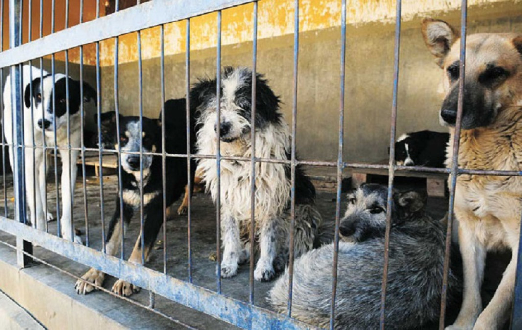 Exigen la destitución de jefe antirrábico