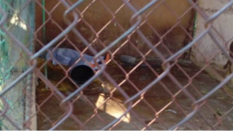 León mata a cuidador en el zoológico de Tulancingo 