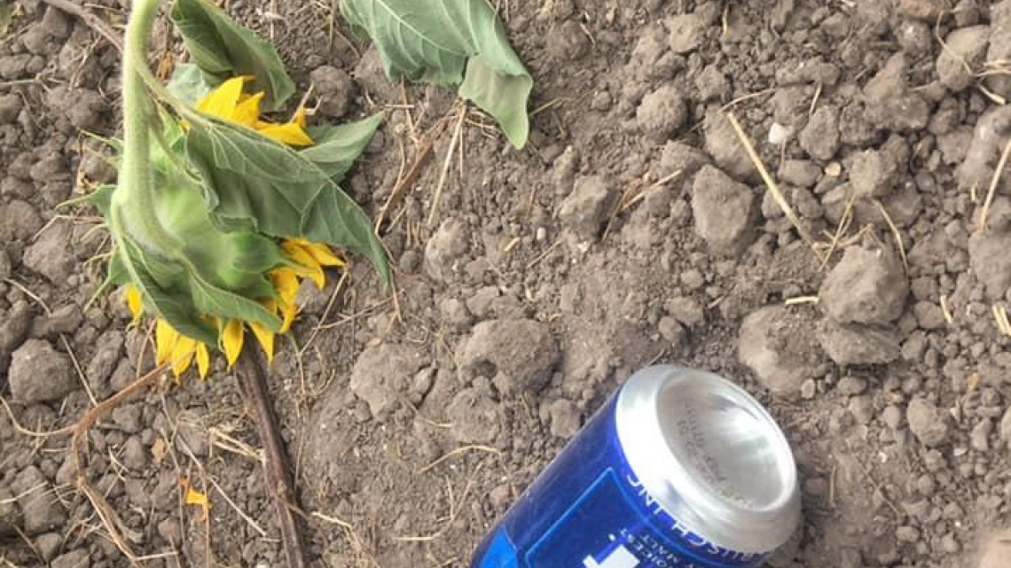 Destruyen cultivo de girasoles en el ejido Revolución