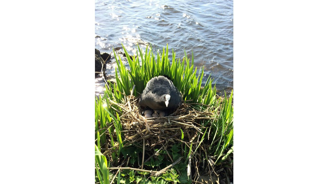 Limpia Río Schie, ¡y se vuelve viral!