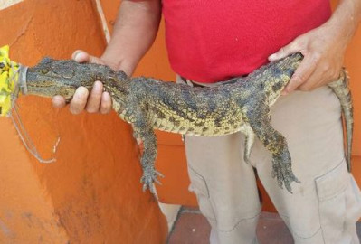 Capturan en Madero tres cocodrilos