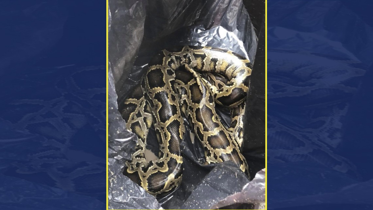 Muere víbora por intenso frío en Matamoros 