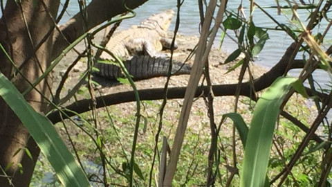 Cocodrilo acecha estudiantes de nivel primaria y preescolar