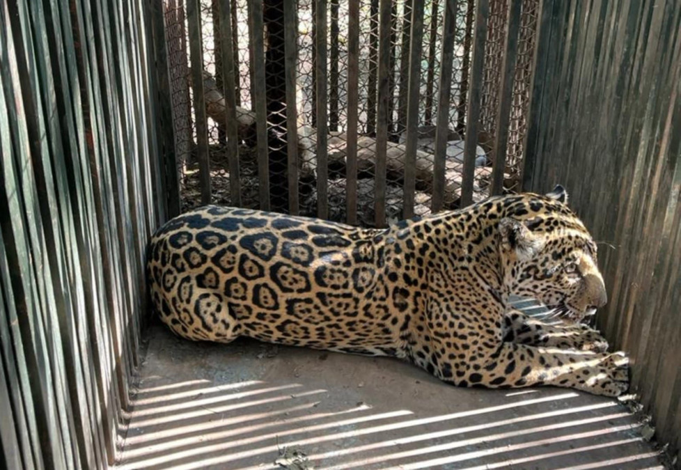 Aclara Comisión de Parques y Biodiversidad: jaguar atropellado no corresponde a Tamaulipas