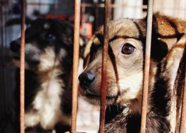 Piden cárcel para maltratadores de perros