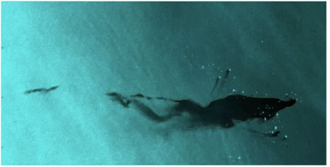 Derrame de petróleo en mar de Campeche llegaría a Tamaulipas