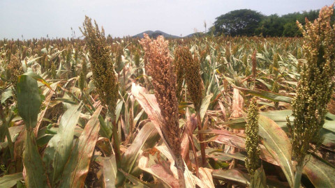 Provoca sequía pérdidas de sorgo