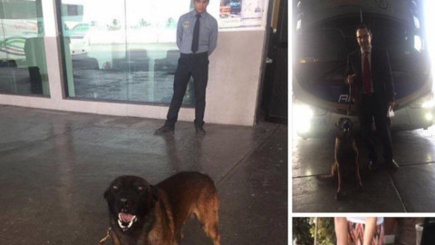 Rescatan a perro de escombros que dejó el sismo 