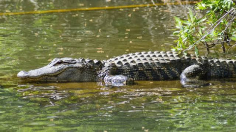 Cocodrilo ataca a niño de 10 años y su padre en Altamira