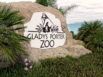 Encuentran mantarrayas muertas en el zoológico Gladys Porter