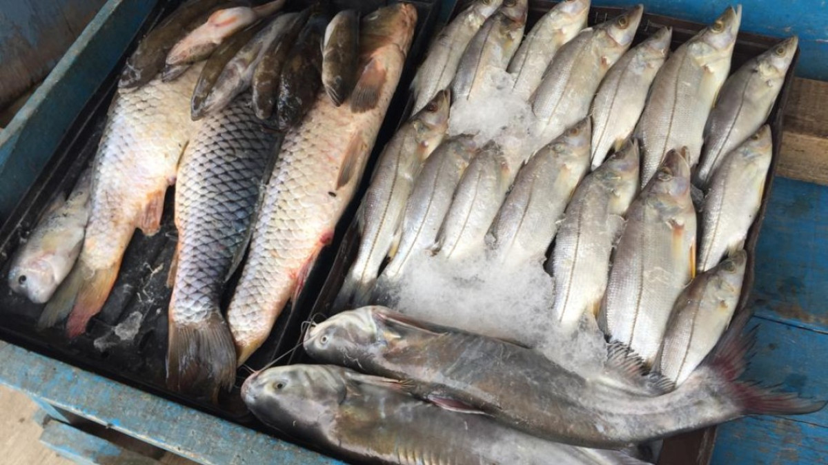 Afecta pez diablo la producción pesquera en lagunas del Sur