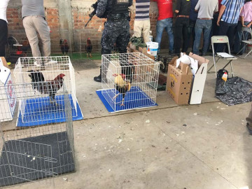 Aseguran 60 gallos en Palenque en Guanajuato, caen 21