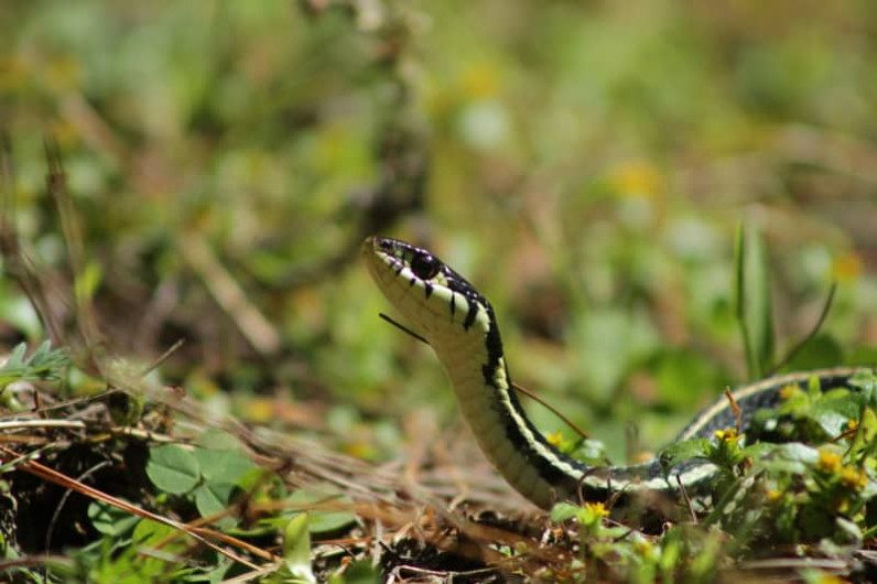 Aumentan los reportes de serpientes en casas y escuelas